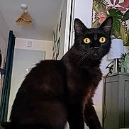 Azraëlle a rejoint le concours — aidez-le/la à gagner de superbes lots ! alert, animal, bed, black_cat, black_fur, blanket, cabinet, cat, colorful_blanket, feline, furniture, golden_eyes, home, indoors, lamp, pet, plants, portrait, sitting, wall_art