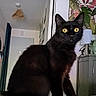 alert, animal, bed, black_cat, black_fur, blanket, cabinet, cat, colorful_blanket, feline, furniture, golden_eyes, home, indoors, lamp, pet, plants, portrait, sitting, wall_art
