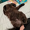 animal, bed, bedding, belly_up, books, cat, closeup, colorful, dark_fur, fluffy, human_arm, indoor, long_hair, paws, pet, playful, portrait, relaxed, sleeping, tail
