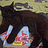animal, bed, black_cat, blanket, books, cat, cozy, cute, dark_fur, fluffy, indoors, long_hair, lying_down, magazines, paw, pet, playful, relaxed, sleeping, whiskers