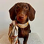 dog, dachshund, brown_dog, pet, scarf, portrait, animal, canine, indoor, cute, fur, ears, nose, paw, sitting, looking_at_camera, domestic_animal, friendly, adorable, companion