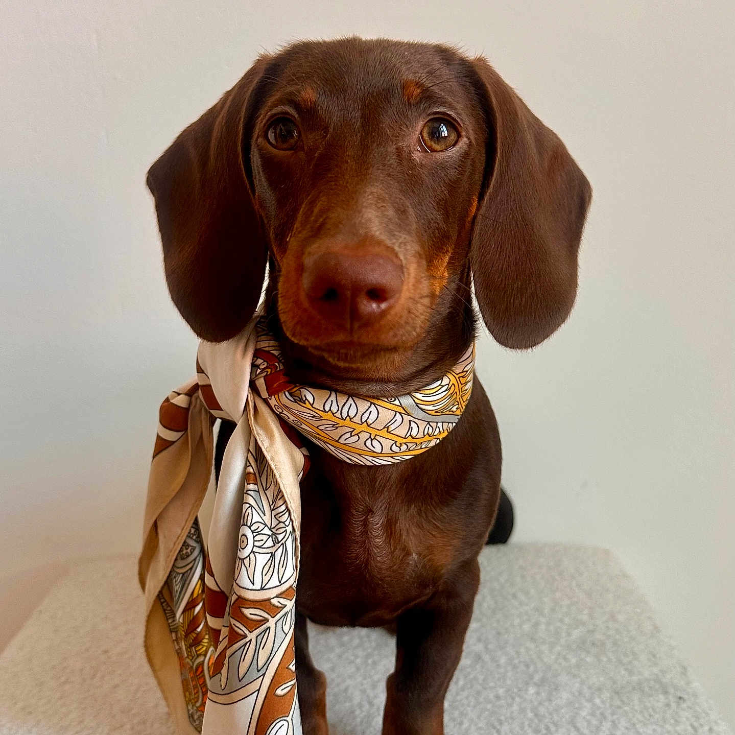 Achille participe au concours pour gagner de l'argent avec cette photo : adorable, animal, brown_dog, canine, companion, cute, dachshund, dog, domestic_animal, ears, friendly, fur, indoor, looking_at_camera, nose, paw, pet, portrait, scarf, sitting