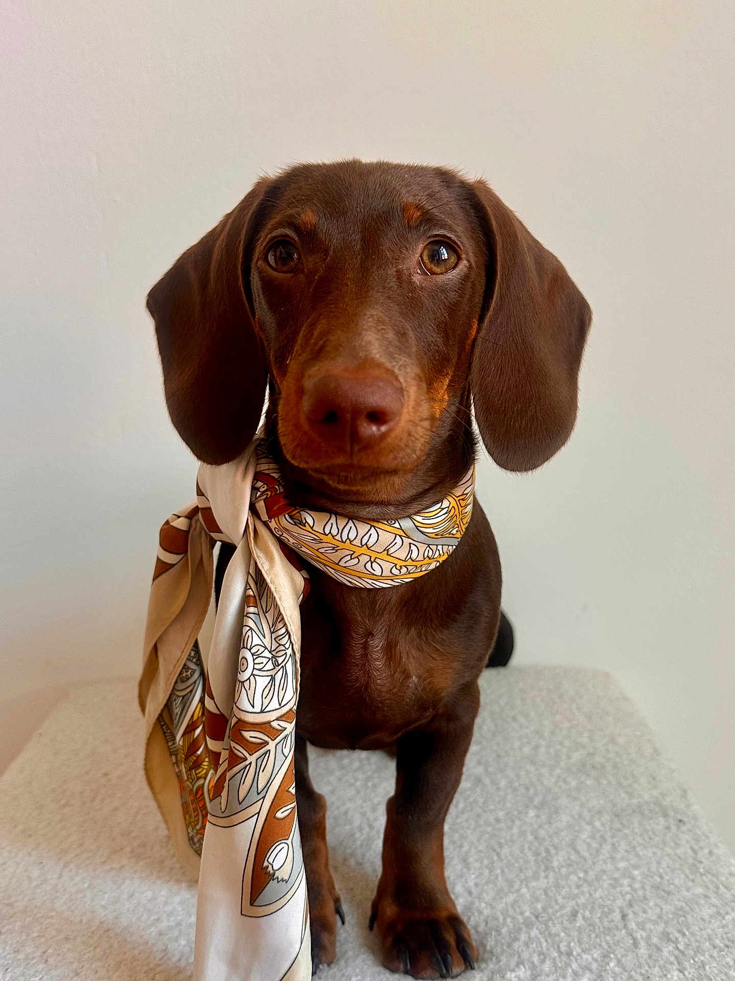 Achille participe au concours pour gagner de l'argent avec cette photo : dog, dachshund, brown_dog, pet, scarf, portrait, animal, canine, indoor, cute, fur, ears, nose, paw, sitting, looking_at_camera, domestic_animal, friendly, adorable, companion
