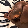 Achille participe au concours pour gagner de l'argent avec cette photo : puppy, dog, sleeping, brown, blanket, zebra_stripe, cozy, pet, cute, fur, animal, close_up, relaxing, soft, indoors, paw, snout, ears, resting, adorable