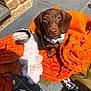 Achille a rejoint le concours — aidez-le/la à gagner de superbes lots ! puppy, dog, brown_dog, blanket, orange_blanket, stuffed_toy, toy, sunlight, outdoor, brick_wall, tile_floor, collar, pet, cute, small_dog, sitting, looking_up, shadow, daylight, cozy
