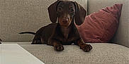 Achille a rejoint le concours — aidez-le/la à gagner de superbes lots ! dachshund, dog, pet, couch, sofa, pillow, indoor, table, brown, canine, animal, domestic, furniture, resting, looking, curious, living_room, cozy, relaxed, small_dog