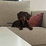 dachshund, dog, pet, couch, sofa, pillow, indoor, table, brown, canine, animal, domestic, furniture, resting, looking, curious, living_room, cozy, relaxed, small_dog