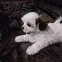 Howard is registered to the contest to win money with this photo: puppy, dog, white, brown_ears, lying_down, blanket, soft_texture, indoor, pet, cute, fluffy, small_dog, animal, fur, resting, side_view, cozy, companion, domestic_animal, young_dog