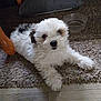 Howard joined the competition — help win amazing prizes! puppy, dog, white, black_patches, fluffy, carpet, rug, water_bowl, wooden_chair_leg, indoor, pet, young_dog, animal, cute, small_dog, floor, resting, curious, furry, domestic