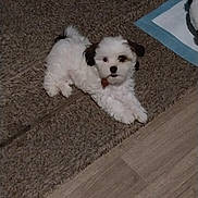Howard joined the competition — help win amazing prizes! puppy, dog, carpet, floor, white, black_ears, collar, cute, pet, indoor, animal, lying_down, small_dog, fur, looking, domestic, young, companion, adorable, home