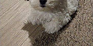 Howard is registered to the contest to win money with this photo: puppy, dog, white, fluffy, carpet, orange_slice, floor, cute, pet, indoor, small_dog, curious, sitting, animal, domestic_animal, fur, young_dog, looking_up, tiny, adorable