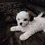 animal, blanket, canine, companion, cozy, cute, dark_patch, dog, domestic, fluffy, fur, indoors, lying_down, pet, puppy, resting, small, soft, white_fur, young