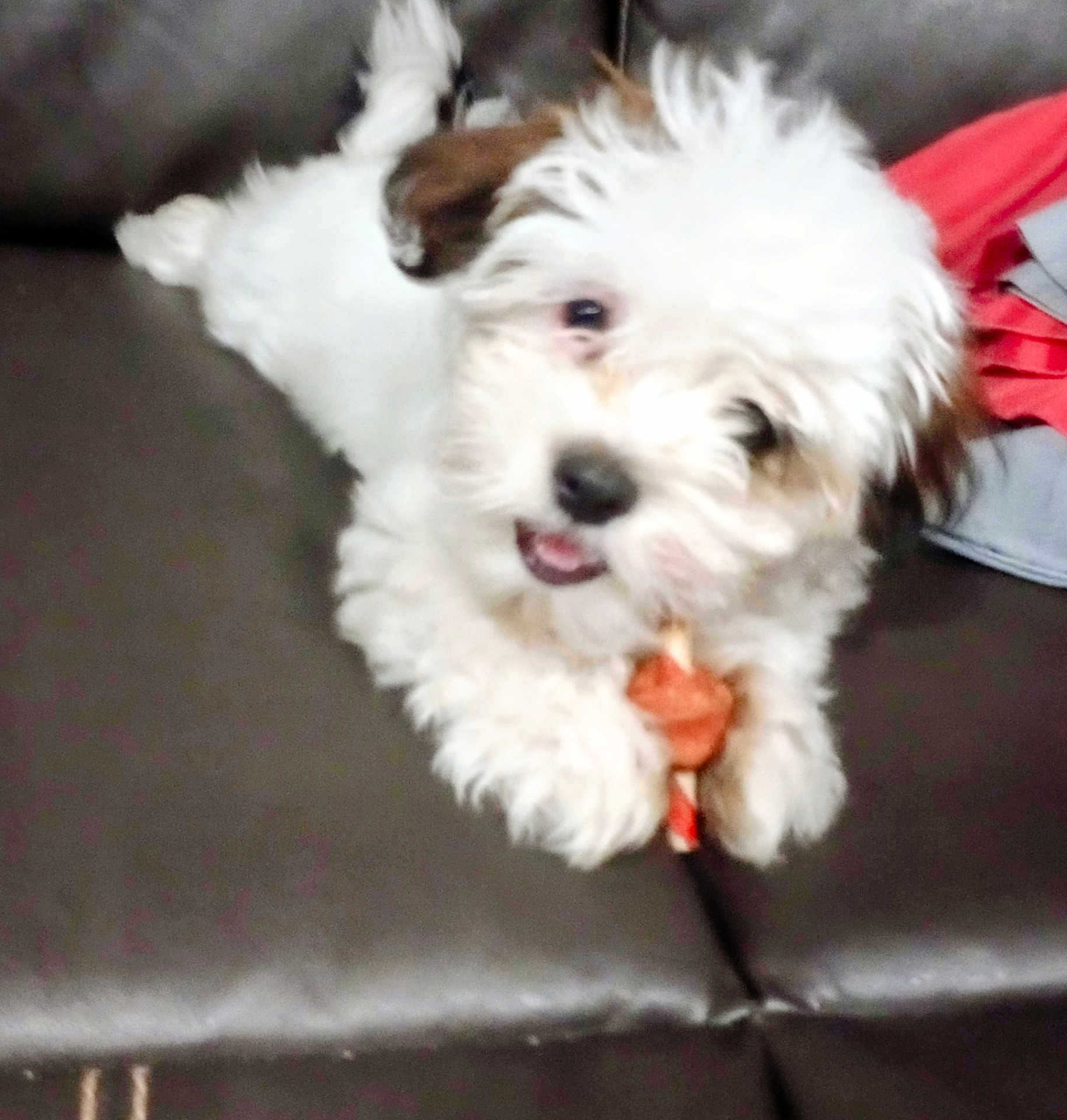 Nova
