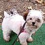 Nova is registered to the contest to win money with this photo: dog, puppy, white_dog, leash, outdoor, green_mat, dry_leaves, curious, small_dog, fluffy, pet, animal, walking, nature, ground, ears, tail, cute, companion, fur