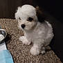 Nova joined the competition — help win amazing prizes! puppy, dog, white, fluffy, carpet, indoor, pet, cute, small, fur, animal, young, face, ear, bowl, floor, domestic, companion, friendly, blur