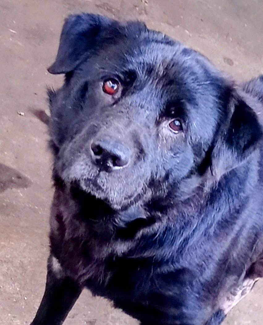 Mister joined the competition — help win amazing prizes! dog, black_dog, pet, animal, canine, fur, outdoor, looking_up, close_up, portrait, mammal, friendly, companion, domestic_animal, cute, curious, brown_eyes, standing, expression, head