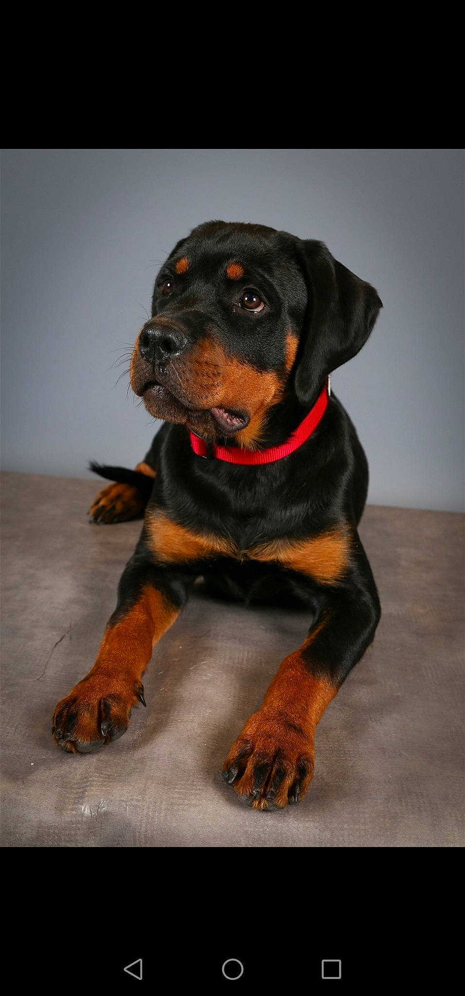 Shelby participe au concours pour gagner de l'argent avec cette photo : canidae, carnivore, collar, companion_dog, dog, dog_breed, dog_collar, fawn, fur, hunting_dog, liver, rottweiler, snout, sporting_group, working_animal, working_dog