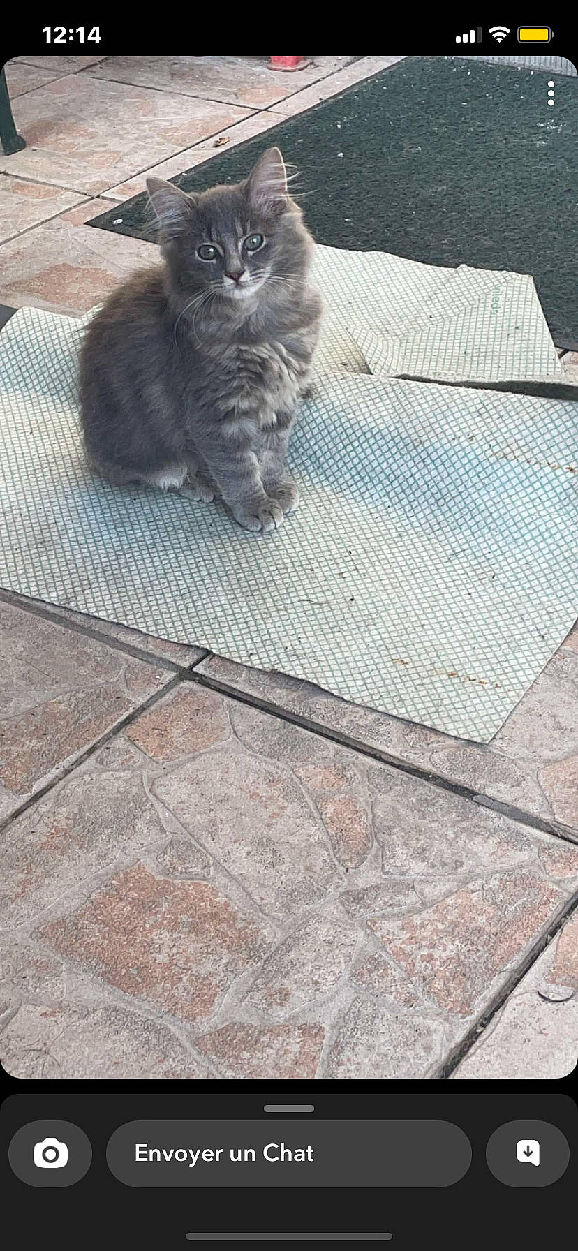 Nala a rejoint le concours — aidez-le/la à gagner de superbes lots ! asphalt, automotive_tire, carnivore, cat, concrete, domestic_short_haired_cat, felidae, flagstone, floor, flooring, grey, pattern, rectangle, road_surface, sidewalk, small_to_medium_sized_cats, tail, tile_flooring, whiskers, wood