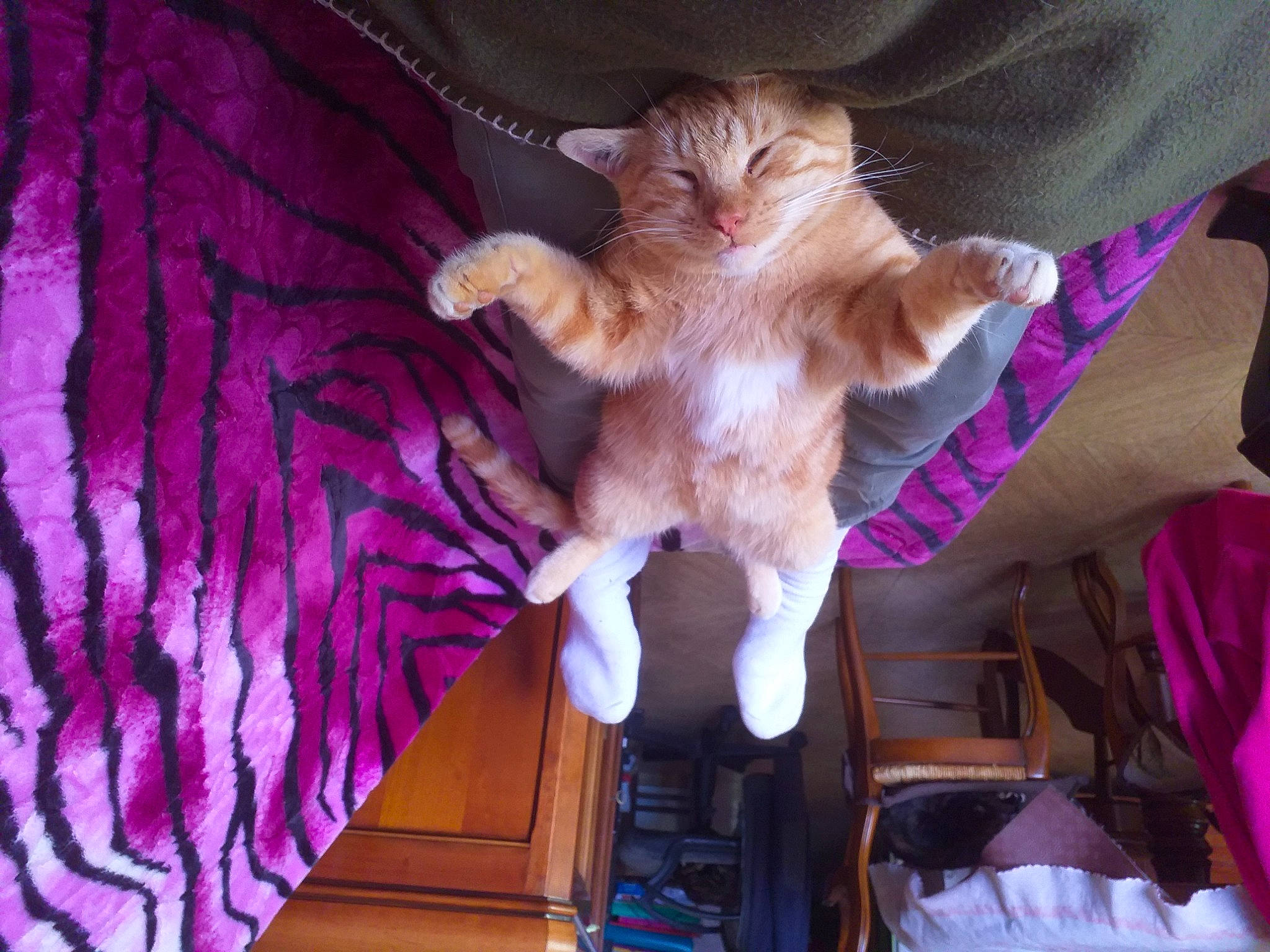 Rouqui participe au concours pour gagner de l'argent avec cette photo : carnivore, cat, claw, companion_dog, domestic_short_haired_cat, event, fawn, felidae, fur, lap, magenta, paw, pink, purple, small_to_medium_sized_cats, snout, tail, tree, whiskers, wood