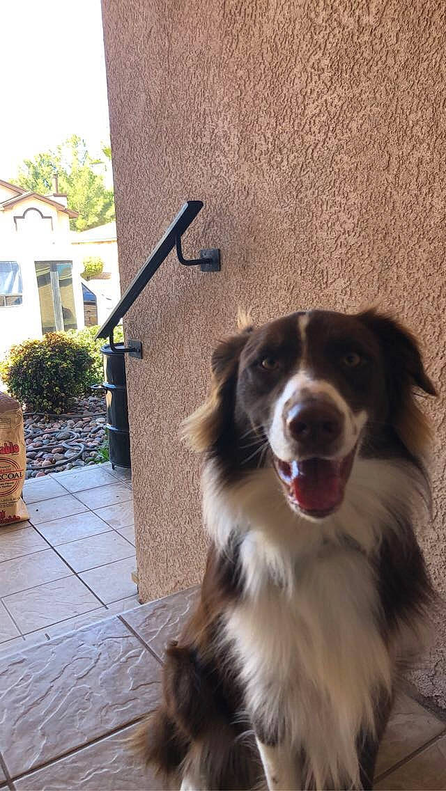 Aggie is registered to the contest to win money with this photo: australian_collie, australian_shepherd, border_collie, canidae, carnivore, dog, dog_breed, door, english_shepherd, herding_dog, mammal, miniature_australian_shepherd, snout, welsh_sheepdog, working_dog