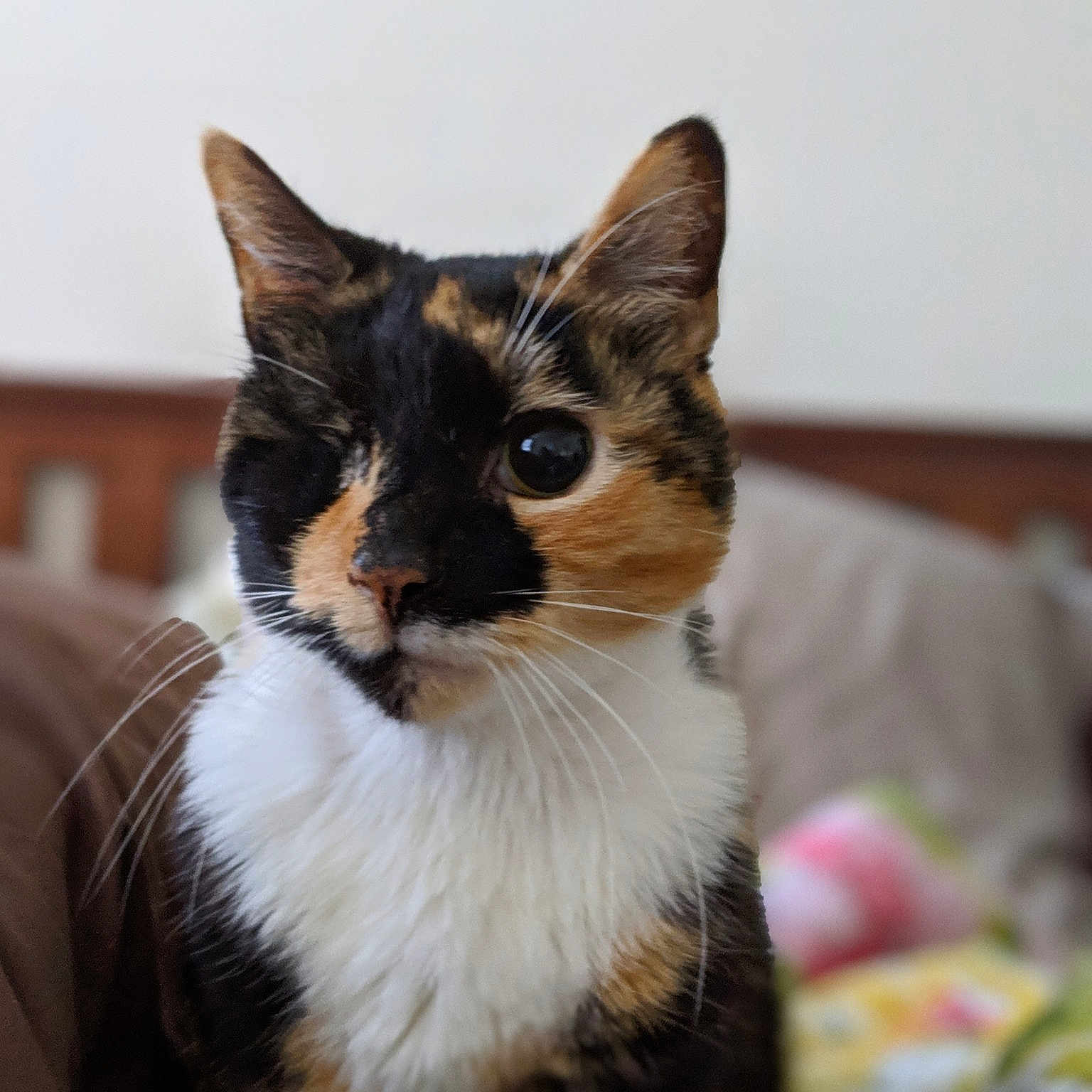 Winks joined the competition — help win amazing prizes! aegean_cat, american_wirehair, carnivore, cat, domestic_short_haired_cat, european_shorthair, felidae, kitten, mammal, small_to_medium_sized_cats, whiskers