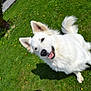 dog, white_dog, grass, green_lawn, yellow_flowers, outdoor, pet, happy_dog, fluffy, canine, nature, sunlight, ears, tail, mouth_open, animal, domestic_animal, grass_field, summer, playful