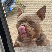 Aïko a rejoint le concours — aidez-le/la à gagner de superbes lots ! animal, blurred_background, brown_dog, canine, car, close_up, cute, dog, door, ears, funny_face, mesh_screen, outdoor, pet, pet_portrait, playful, screen_door, tongue, tongue_out, window