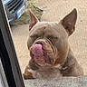 animal, blurred_background, brown_dog, canine, car, close_up, cute, dog, door, ears, funny_face, mesh_screen, outdoor, pet, pet_portrait, playful, screen_door, tongue, tongue_out, window