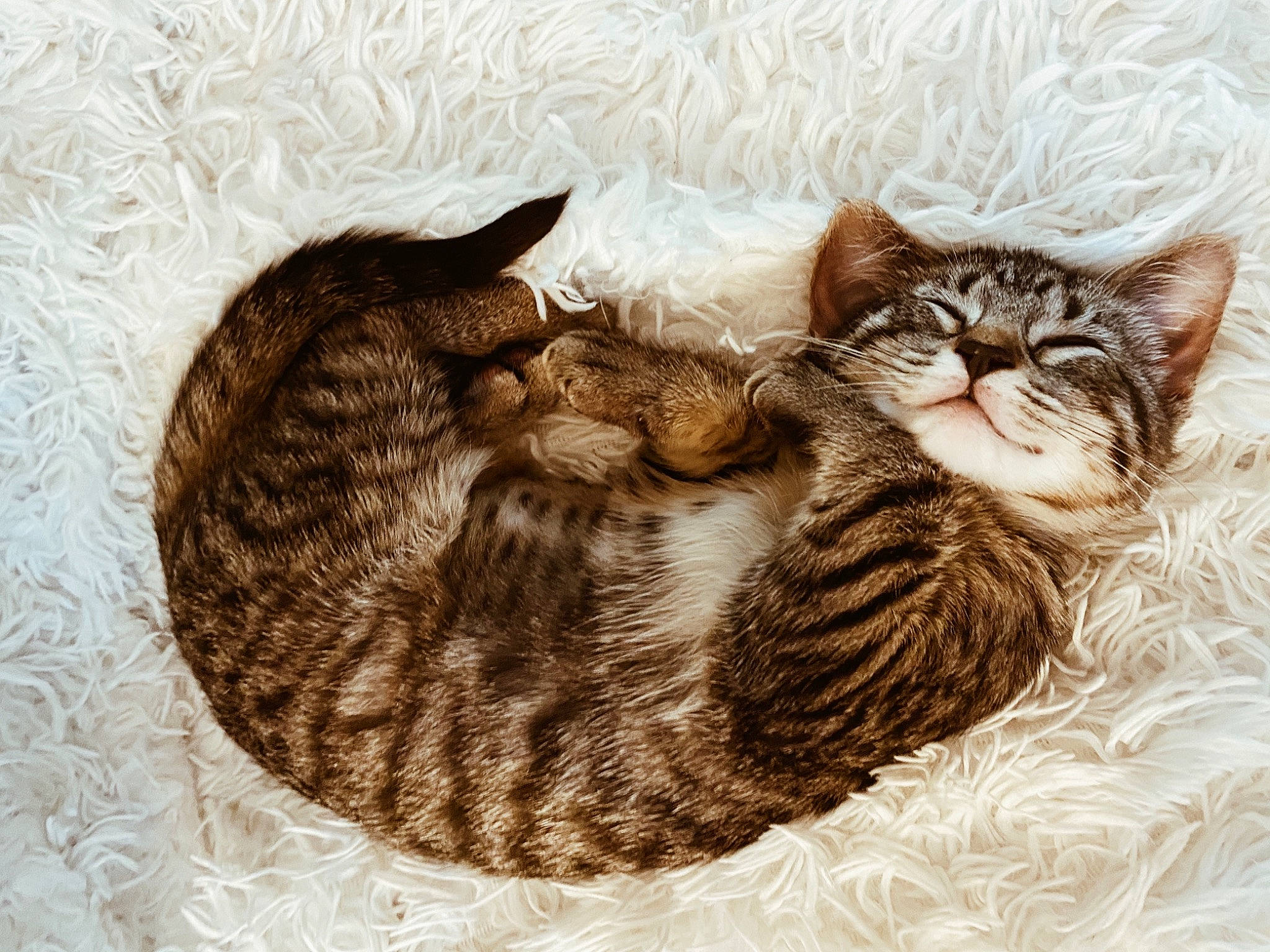 Tweety joined the competition — help win amazing prizes! basket, carnivore, cat, cat_bed, claw, comfort, domestic_short_haired_cat, felidae, fur, illustration, nap, paw, sleep, small_to_medium_sized_cats, tail, terrestrial_animal, whiskers