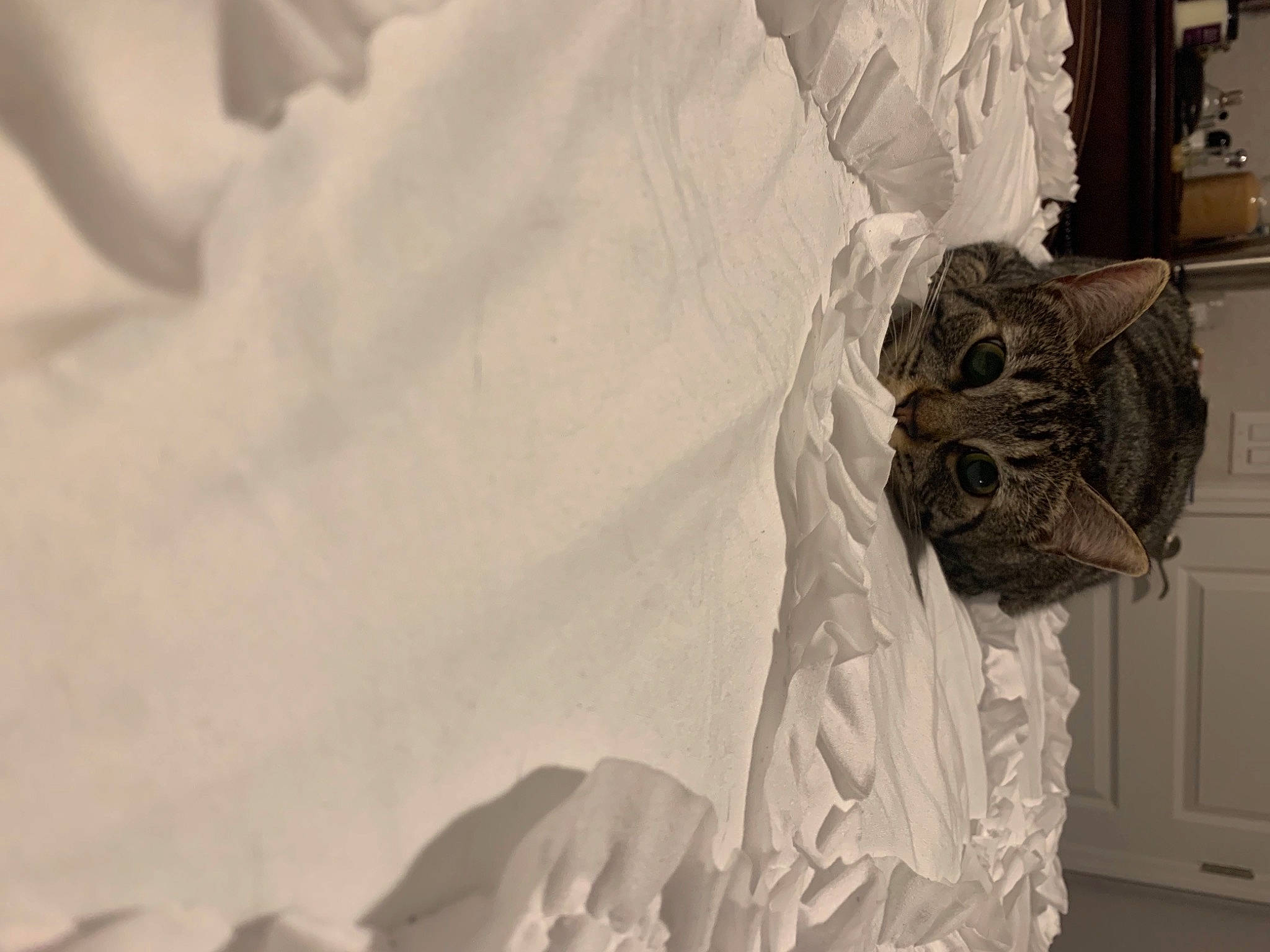 Tweety is registered to the contest to win money with this photo: art, carving, ceiling, dress, fashion_design, fur, grey, linens, monochrome, monochrome_photography, paper, paper_product, petal, plaster, room, sculpture, statue, still_life_photography, visual_arts, wood