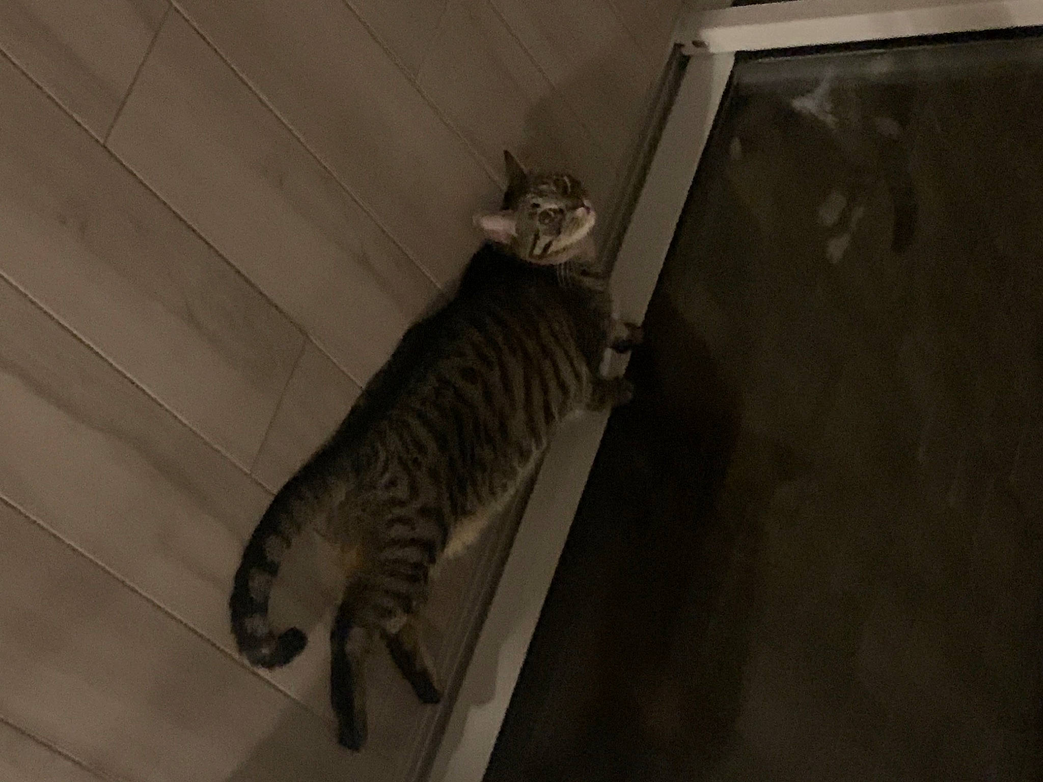 Tweety is registered to the contest to win money with this photo: canidae, carnivore, cat, domestic_short_haired_cat, door, felidae, floor, flooring, fur, grey, hardwood, monochrome, monochrome_photography, room, small_to_medium_sized_cats, sporting_group, tail, wall, whiskers, wood