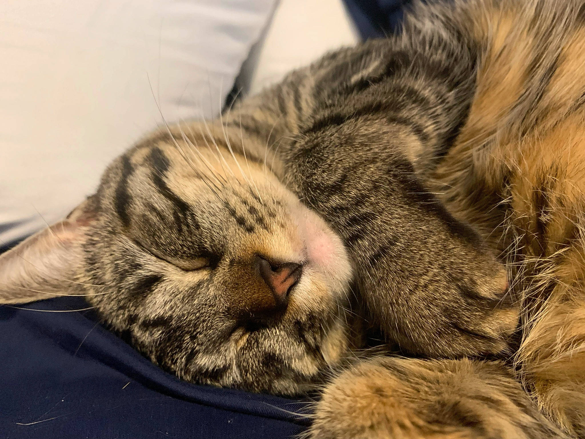 Tweety is registered to the contest to win money with this photo: carnivore, cat, claw, close_up, comfort, domestic_short_haired_cat, felidae, fur, grey, nap, paw, sleep, small_to_medium_sized_cats, snout, terrestrial_animal, whiskers, wildlife