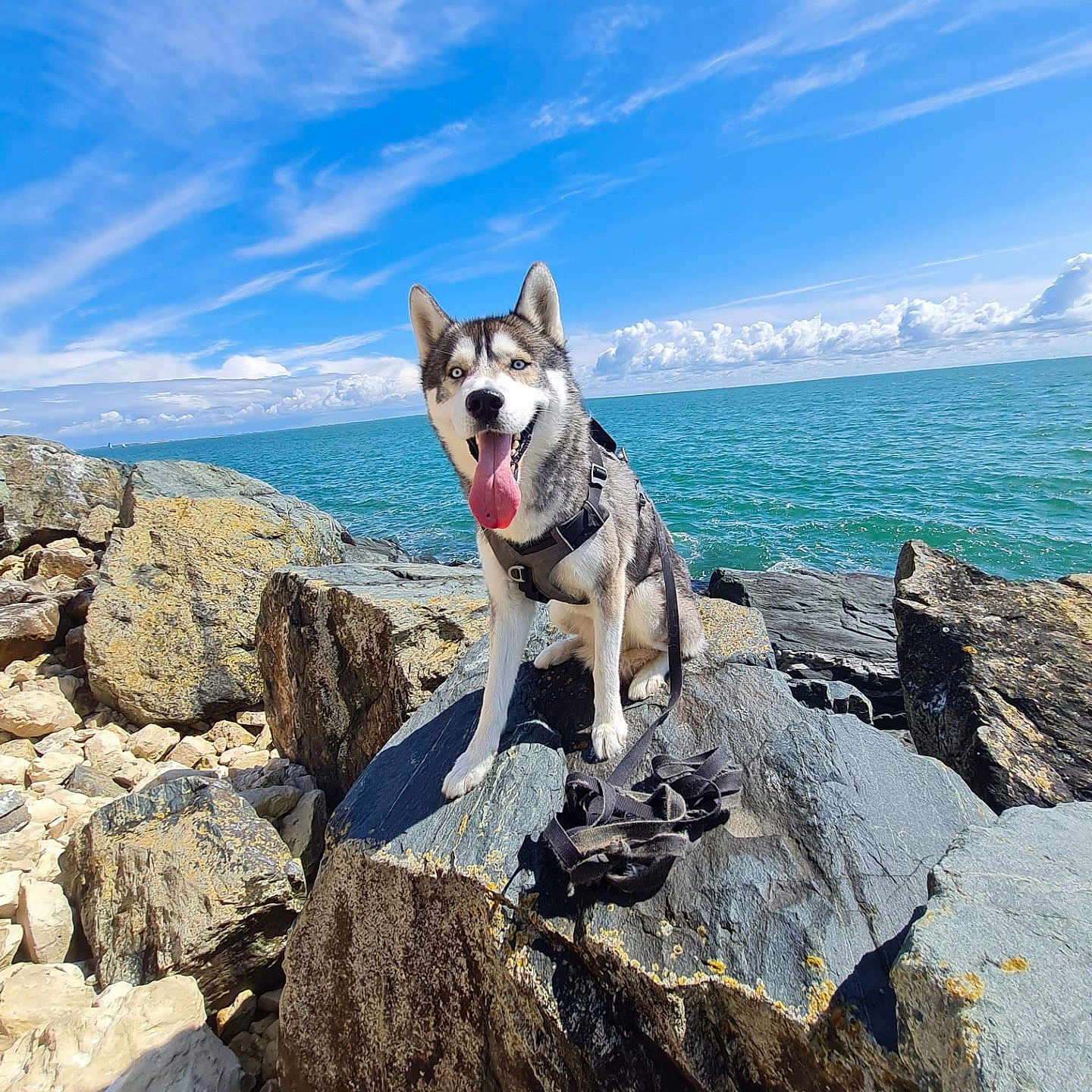 Sylver participe au concours pour gagner de l'argent avec cette photo : animal, beach, canine, coast, dog, husky, landscape, nature, outdoors, pet, puppy, rock, scenery, sea, shoreline, sky, soil, water, wilderness, wood