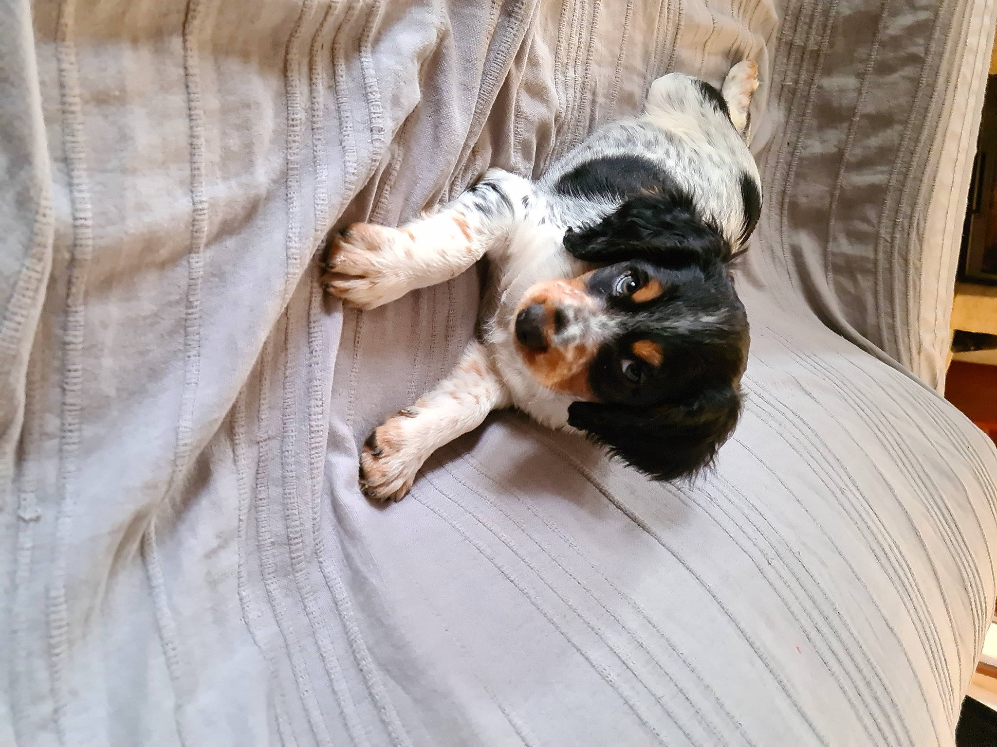 Ross a rejoint le concours — aidez-le/la à gagner de superbes lots ! canidae, carnivore, companion_dog, dog, dog_breed, havanese, mammal, puppy, puppy_love, sporting_group, vertebrate