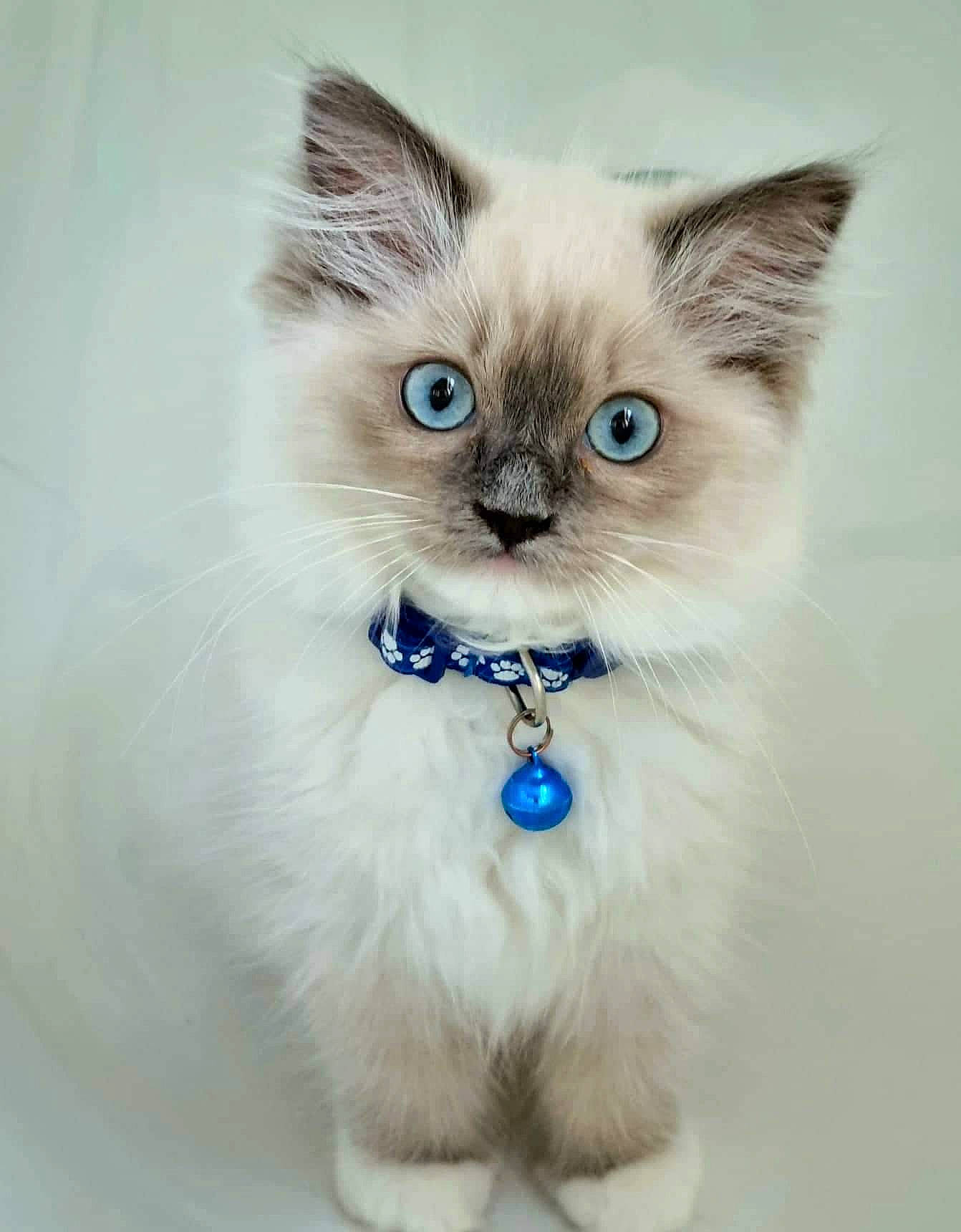 Anastasia joined the competition — help win amazing prizes! birman, carnivore, cat, claw, collar, domestic_short_haired_cat, electric_blue, eye, fashion_accessory, fawn, felidae, fur, iris, paw, pet_supply, photo_caption, small_to_medium_sized_cats, snout, tail, whiskers