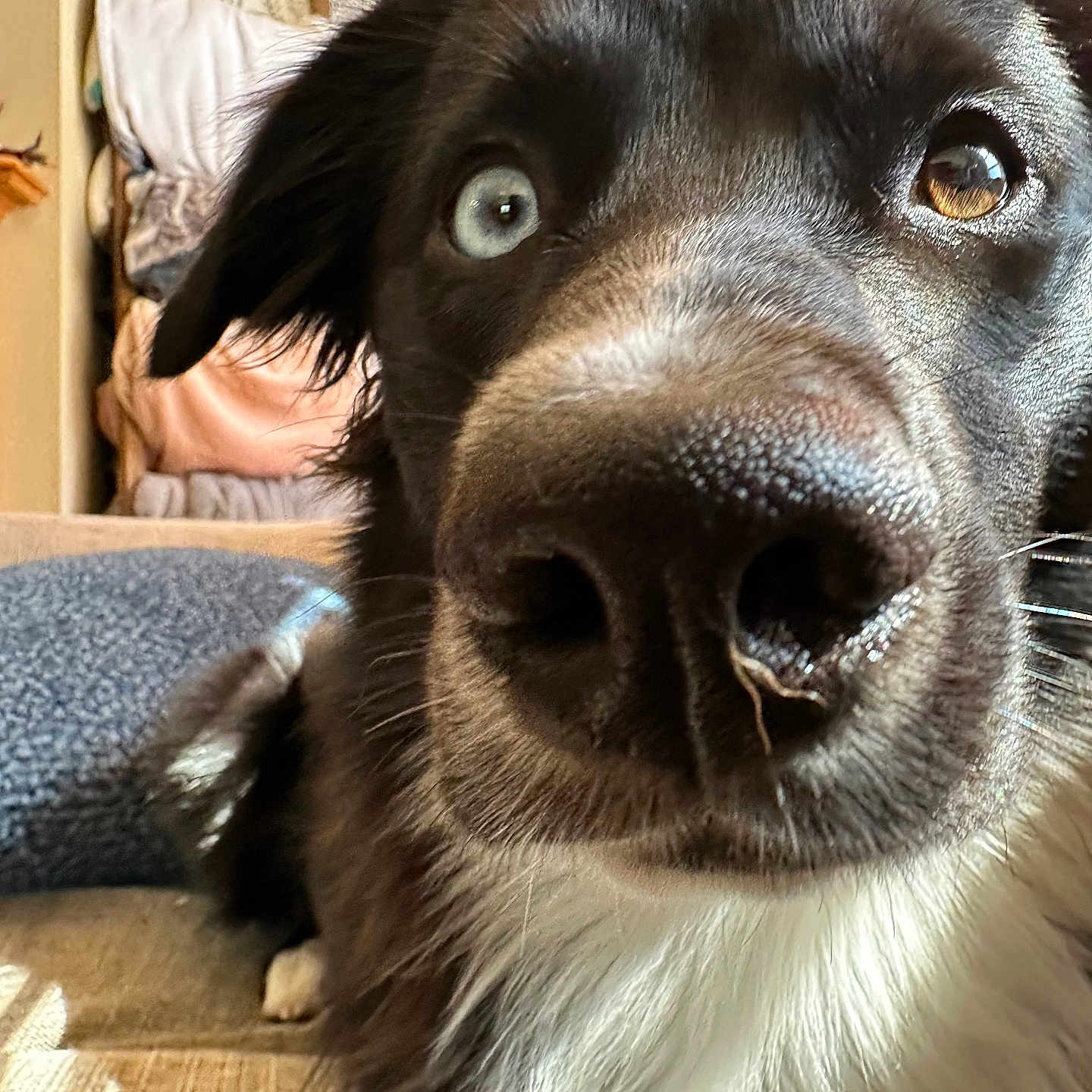 Guinness joined the competition — help win amazing prizes! animal, architecture, building, canine, chair, cockerspaniel, couch, cushion, dog, furniture, homedecor, hound, husky, indoors, labradorretriever, livingroom, pet, puppy, room, snout