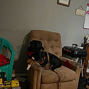 Bear Dog joined the competition — help win amazing prizes! armchair, black, box, brown, calendar, cozy, dog, floor, furniture, grill, harness, home, indoor, leash, pet, plastic_chair, red, relaxing, wall_art, wood_floor