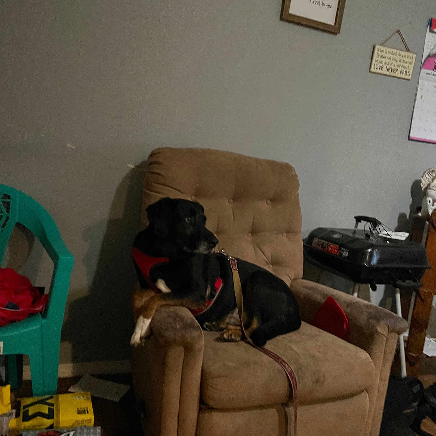 Bear Dog