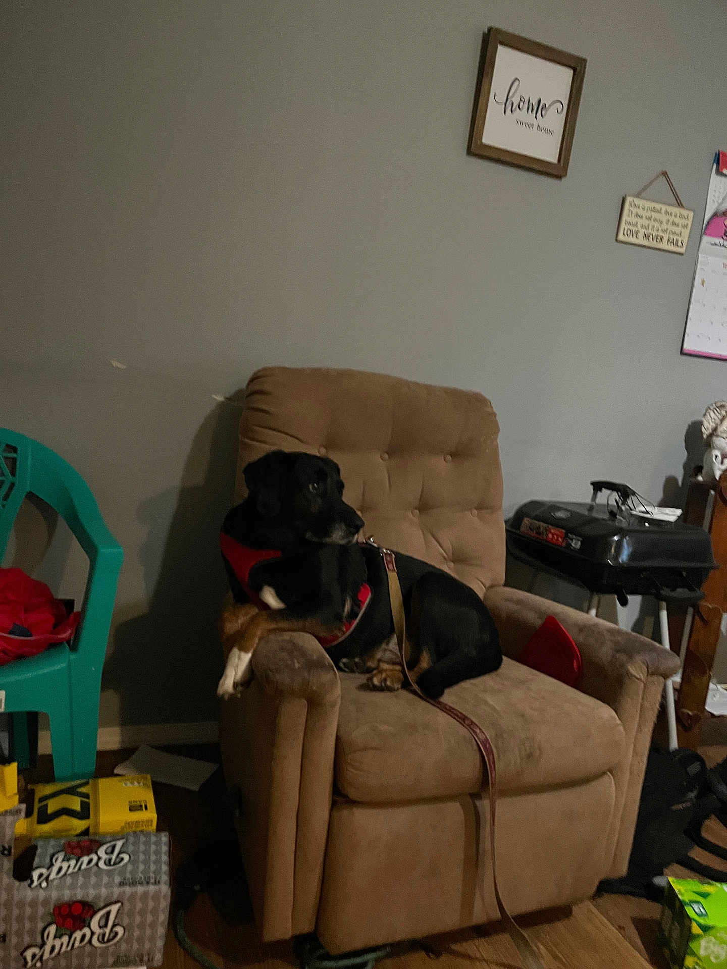 Bear Dog