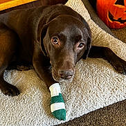Milly joined the competition — help win amazing prizes! dog, labrador, brown_dog, pet_bed, bandage, injured_paw, indoor, carpet, pumpkin, jack_o_lantern, wood_paneling, cozy, resting, looking_up, animal, cute, holiday_decor, fall, comfort, domestic_animal