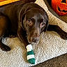 animal, bandage, brown_dog, carpet, comfort, cozy, cute, dog, domestic_animal, fall, holiday_decor, indoor, injured_paw, jack_o_lantern, labrador, looking_up, pet_bed, pumpkin, resting, wood_paneling