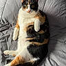 cat, calico, pet, animal, feline, fur, quilt, blanket, bed, relaxed, cute, indoor, paw, lying_down, whiskers, ears, eyes, resting, cozy, domestic