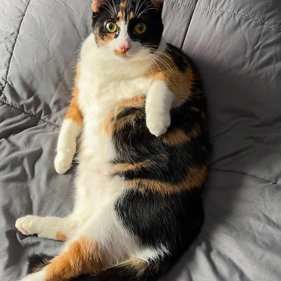 Izzy is registered to the contest to win money with this photo: cat, calico, pet, animal, feline, fur, quilt, blanket, bed, relaxed, cute, indoor, paw, lying_down, whiskers, ears, eyes, resting, cozy, domestic