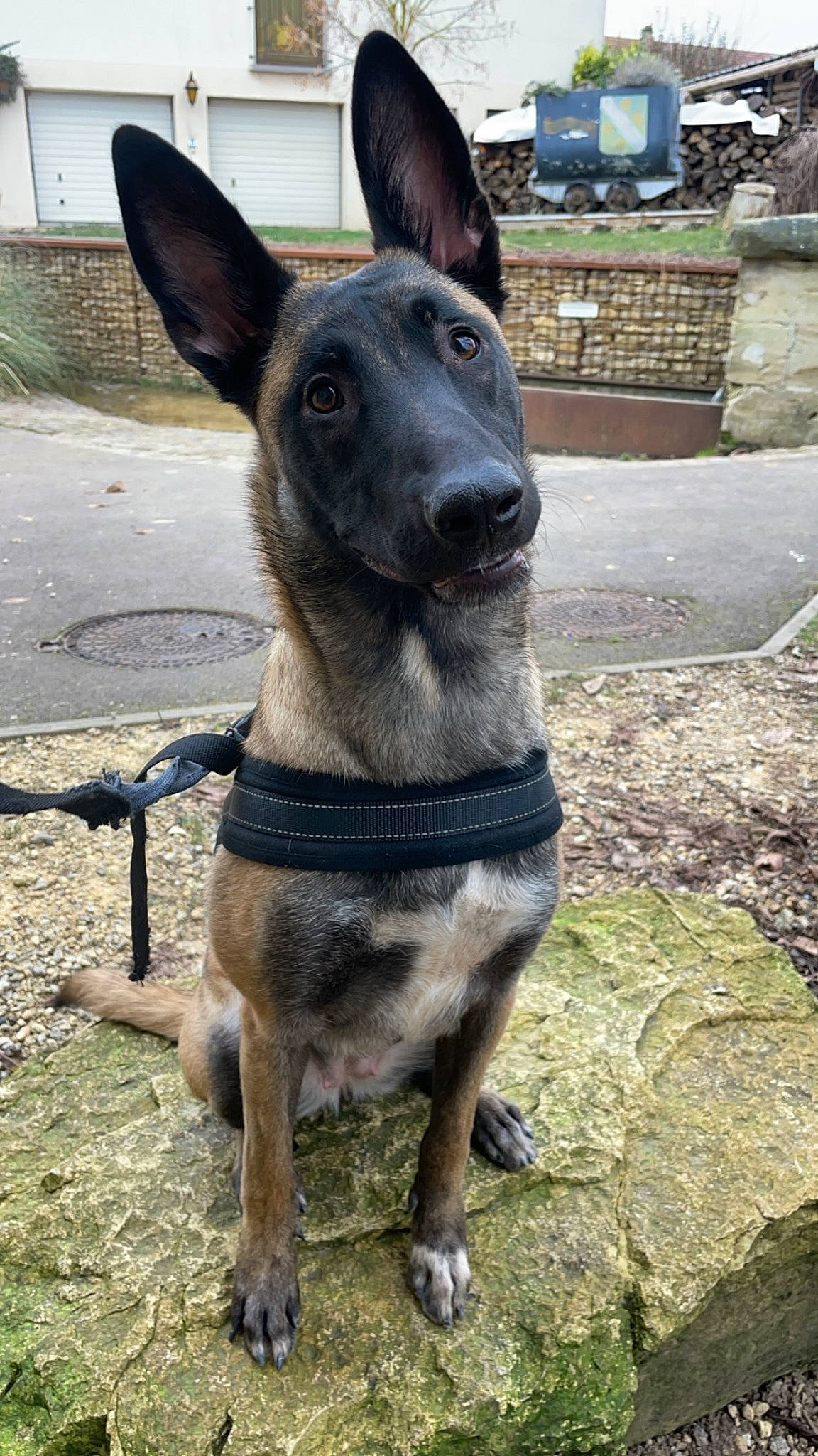 Naya a rejoint le concours — aidez-le/la à gagner de superbes lots ! canidae, carnivore, collar, companion_dog, dog, dog_breed, dog_collar, dog_supply, fawn, fur, pet_supply, snout, sporting_group, terrestrial_animal, whiskers, working_animal, working_dog