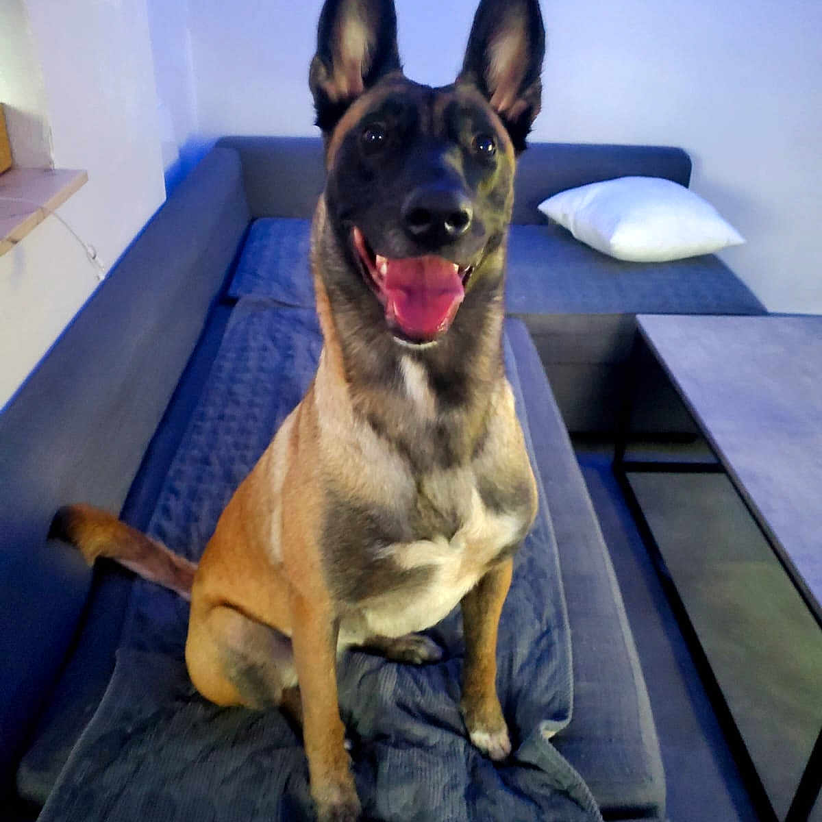 Naya a rejoint le concours — aidez-le/la à gagner de superbes lots ! animal, belgian_malinois, canine, companion, couch, dog, domestic_animal, ears_up, fur, furniture, happy, indoor, living_room, mammal, pet, pillow, sitting, smiling, table, tongue_out