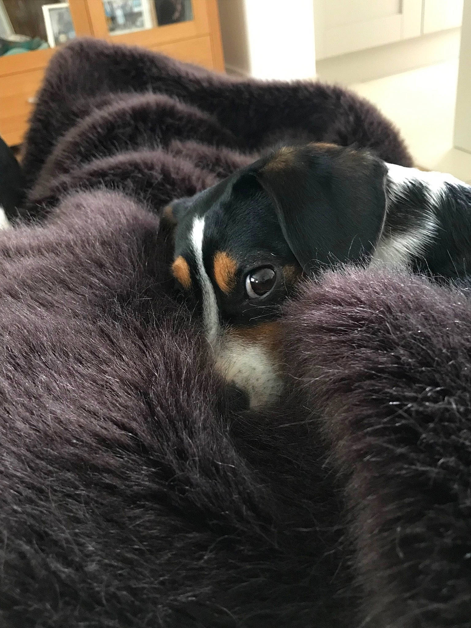 Aggie joined the competition — help win amazing prizes! canidae, carnivore, close_up, dog, dog_breed, ear, eye, fur, mammal, nose, puppy, snout, sporting_group, vertebrate, whiskers