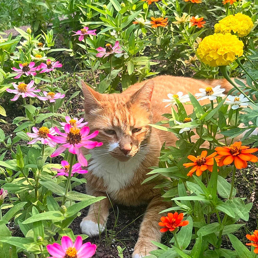 Buddy joined the competition — help win amazing prizes! animal, cat, colorful, flora, flower_bed, garden, ginger_cat, green_leaves, lying_down, nature, orange_flowers, outdoor, pet, pink_flowers, plant, relaxed, summer, sunlight, white_flowers, yellow_flowers