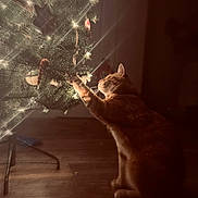 Handsome Jack joined the competition — help win amazing prizes! animal, cat, celebration, christmas_tree, cozy, curious, decorations, festive, holiday, home, indoor, lights, night, orange_cat, pet, shadow, soft_light, touching, warm_lighting, wooden_floor