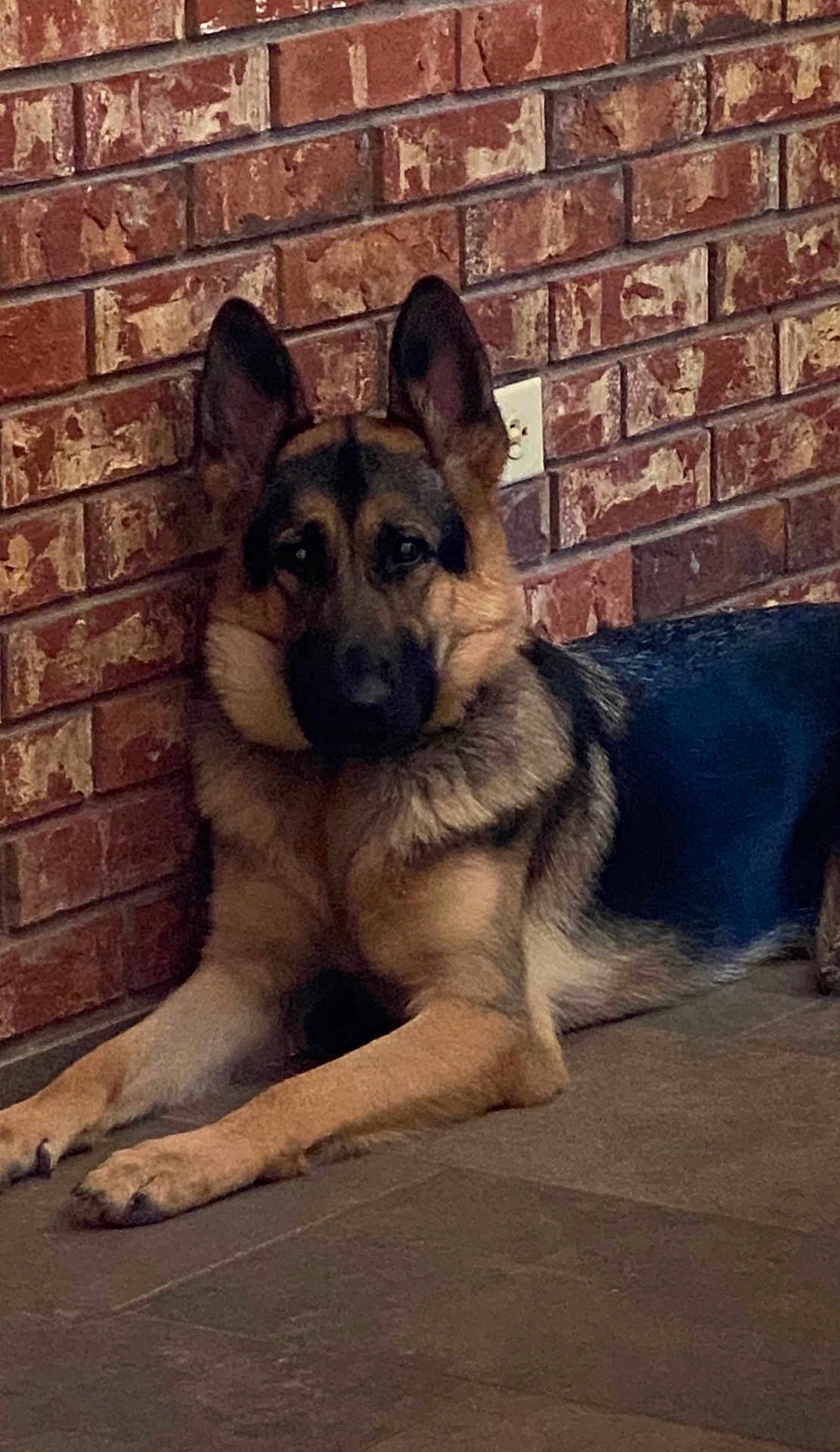 Phoenix joined the competition — help win amazing prizes! dog, german_shepherd, pet, animal, indoor, brick_wall, floor, ears, fur, canine, resting, face, alert, loyal, companion, brown, black, portrait, laying_down, looking_at_camera