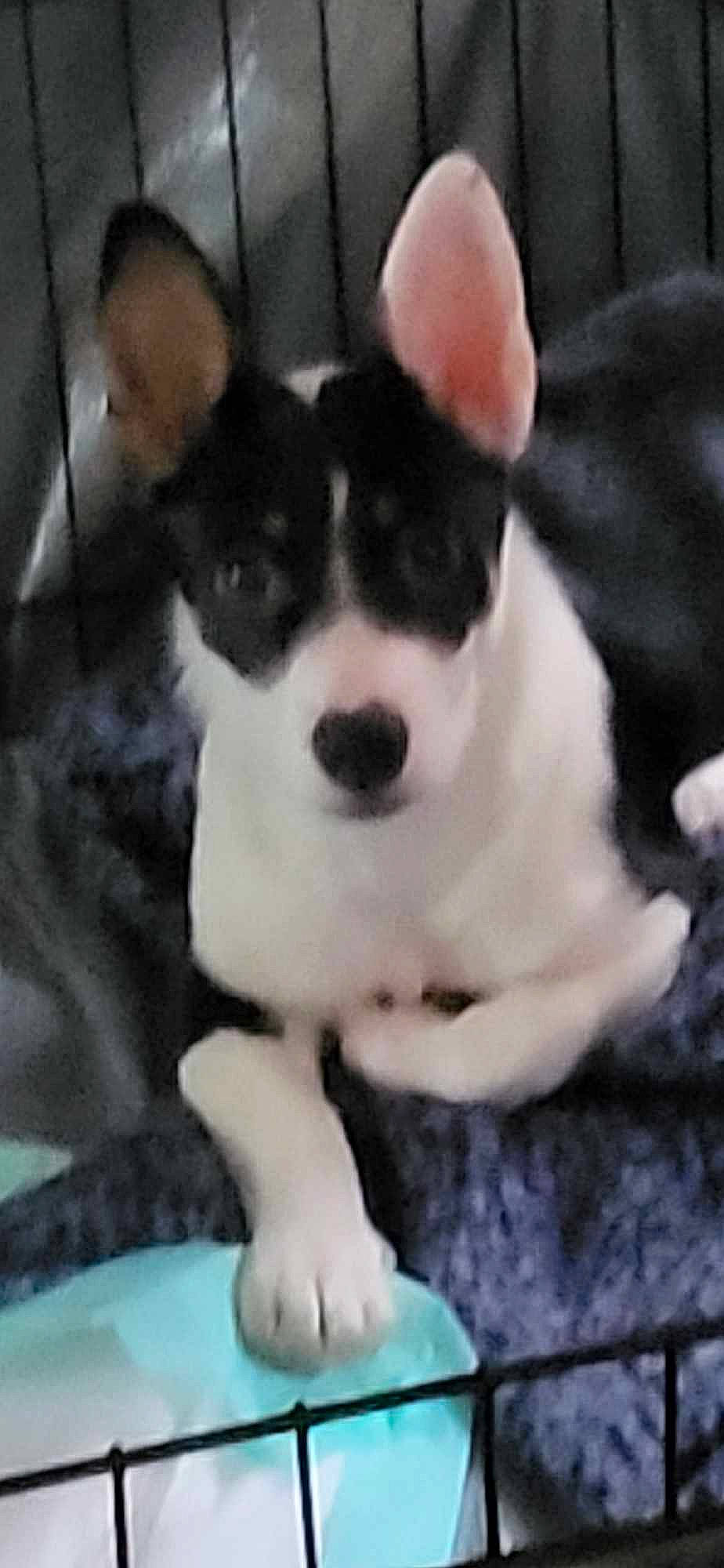 Biscuit joined the competition — help win amazing prizes! canidae, carnivore, comfort, companion_dog, dog, dog_breed, non_sporting_group, paw, snout, sporting_group, square, tail, terrestrial_animal, toy_dog, whiskers, working_animal